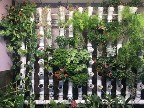 Hydroponic Wall Garden, Indoor Vertical Farming, Diy Vertical Hydroponic Garden, Vertical Hydroponics Diy, Basement Hydroponics, Hydroponic Balcony, Vertical Hydroponic Gardening Diy, Diy Hydroponics System, Hydro Garden