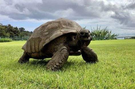 At 190 years old, Jonathan the "sexually active" tortoise has been declared the oldest living tortoise to ever live. https://thedebrief.org/worlds-oldest-tortoise-still-doing-his-thing-reptile-style/ Radiated Tortoise, Giant Tortoise, Ocean Photos, Guinness World Records, Rare Animals, St Helena, Animals Of The World, Reptiles, Trip Planning