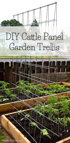 Here's a great way to make your own trellis. This trellis is a great way to extend your gardening space. Grow your vegetables vertically. This trellis is easy to make and folds for easy winter storage. #garden #DIY #trellis Cattle Panel Garden, Bean Trellis, Cucumber Trellis, Raised Vegetable Gardens, Diy Garden Trellis, Vertical Vegetable Garden, Garden Vines, Garden Area, Vertical Gardens