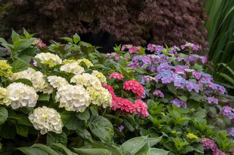 Your Guide to Hydrangea Types: The right one for your garden Yellow Shrubs, Hydrangea Arborescens Annabelle, Fast Growing Shrubs, Emerald Green Arborvitae, Big Leaf Hydrangea, Types Of Hydrangeas, Ground Cover Roses, Bigleaf Hydrangea, Hydrangea Varieties