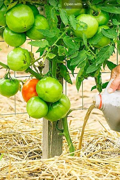 Tomatoe Plant Care, How To Prune Tomato Plants, What To Plant With Tomatoes, Gardening Plans Layout, Tomato Plants Growing Tips, Staking Tomato Plants, Planting Peppers, Tomato Growing Tips, Prune Tomato Plants