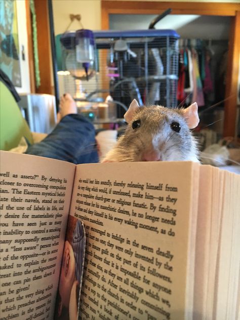 Cheddar doesn't like when I read instead of petting him. Curly Haired Rat, Fancy Rats, Funny Rats, Pet Spider, Pet Rat, Cute Rats, Silly Cats Pictures, Pet Rats, Super Cute Animals