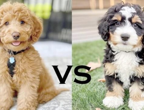 Bernedoodle Haircut Styles, Bernedoodle Haircut, Bernedoodle Puppy, Central Illinois, Haircut Styles, Goldendoodle Puppy, Goldendoodle, Illinois, Need To Know