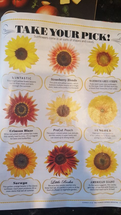 Sunflower Varieties, Autumn Bullet Journal, Types Of Sunflowers, Pink Sunflowers, Red Petals, Shapes And Colors, Family Garden, Autumn Scenes, Sunflower Wedding