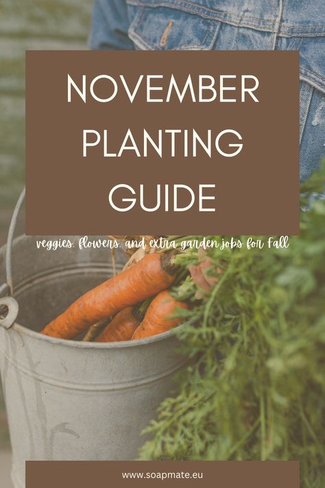 Even as the weather cools you can still plant in your garden! Find out what to plant in November for a delicious spring harvest next year! What To Plant In November Zone 8, Things To Plant In The Fall, Fall Planting Zone 6, What To Plant In The Fall, What To Plant In November, Zone 8 Plants, Fall Vegetables To Plant, Starter Garden, Spring Harvest