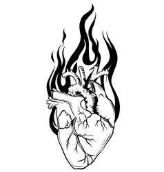 Real biology human heart red Royalty Free Vector Image Anatomical Heart On Fire Tattoo, Heart Fire Tattoo, Fire Heart Tattoo, Heart On Fire Tattoo, Tog Tattoo, Human Heart Tattoo, Biology Drawing, Anatomically Correct Heart, Heart Organ