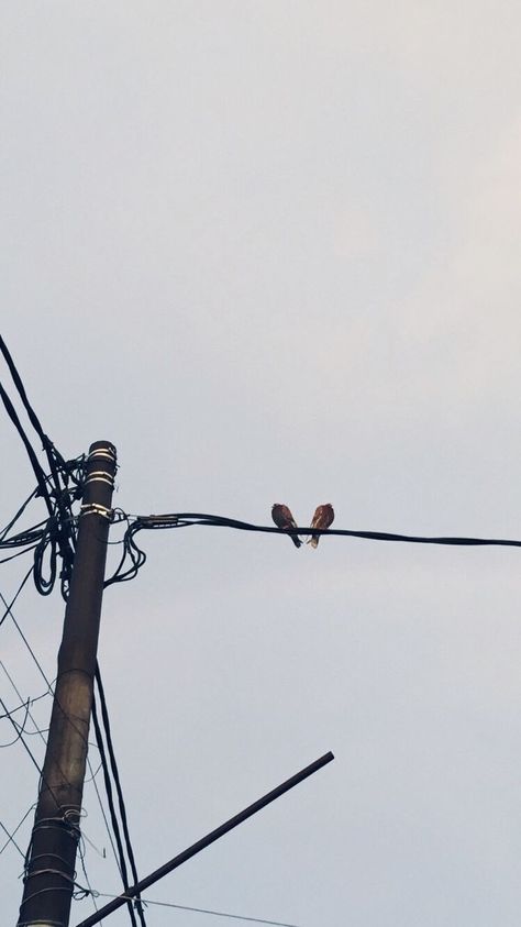 Couple Birds Photography, Burung Aesthetic, Birds In Rain, Aesthetic Birds, Birds Aesthetic, Photography Sky Clouds, Bird Aesthetic, Couple Birds, Birds Couple