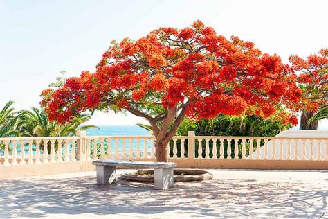 Bay Leaf Tree, Delonix Regia, Royal Poinciana, Flame Tree, Street Trees, Fast Growing Trees, Tropical Tree, Tree Seeds, Mediterranean Garden