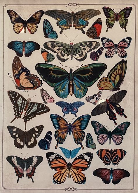 Butterfly Poster, Insect Art, Arte Sketchbook, Vintage Poster Art, Butterfly Wallpaper, Butterfly Art, Room Posters, Wall Collage, Art Wallpaper