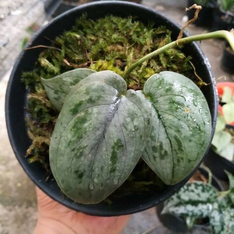 Garden Items, Dhl Express, Items For Sale, Watermelon, Home Garden, Home And Garden, Fruit, For Sale, 10 Things