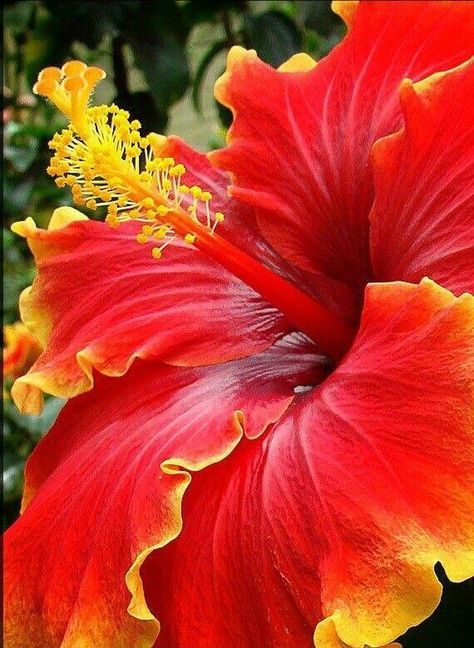 La única causa de nuestra infelicidad no se encuentra en el mundo exterior, la tenemos insertada en nuestra psiquis y aunque podamos inventar tantísimas escusas que nos impiden ser o ... Hibiscus Shrub, Hibiscus Garden, Hibiscus Plant, Hibiscus Flower, The Secret Garden, Favorite Flowers, Flowers Garden, Exotic Flowers, Hibiscus Flowers