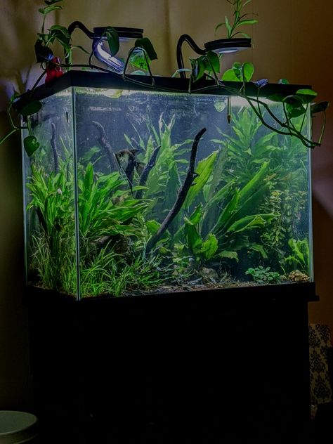 Planted angelfish aquarium Corydoras Tanks, Angelfish Aquarium, Freshwater Angelfish, Angel Fish Tank, Terrarium Inspiration, Aqua Scape, Gecko Terrarium, Fish Ideas, Tropical Freshwater Fish