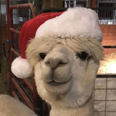 Lama Core, Christmas Cat Matching Pfp, Christmas Discord Pfp, Doja Cat Christmas, Pfp For Christmas, Cat Pfp Gif, Cute Cat Matching Pfp, Food Cat Pfp, Christmas Lama