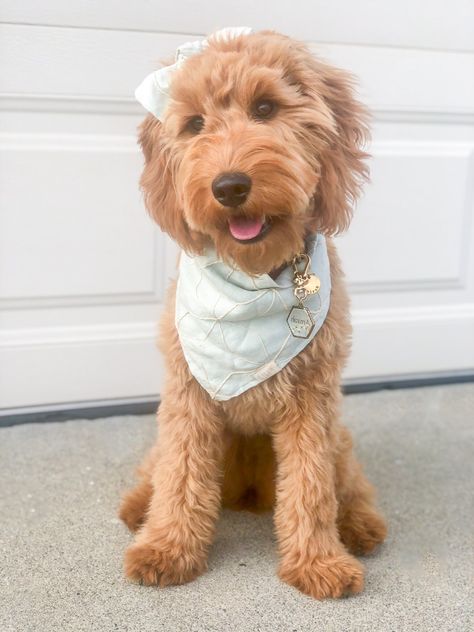 Golden Doodle Outfits, Goldendoodle Outfits, Pictures With My Dog, Golden Doodle Accessories, Golden Doodle Puppy Aesthetic, Golden Doodle Puppy Photoshoot, Goldendoodle Accessories, Dogs Haircut, Preppy Golden Doodle