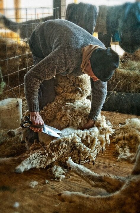 Shearing Sheep, Baa Baa Black Sheep, Sheep Shearing, Sheep Farm, Down On The Farm, The Shepherd, Old Barns, Recipe Inspiration, Country Farm