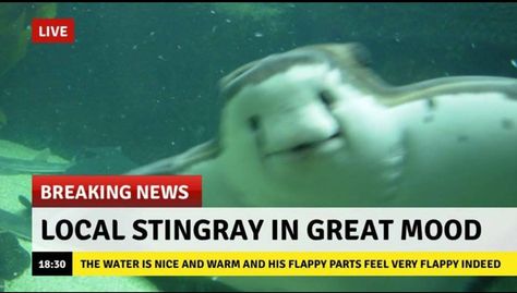 Majestic Sea Flap Flap, Sea Flap Flap, Positive Memes, A Seal, Tampa Bay Rays, Wholesome Memes, What’s Going On, Stingray, Animal Memes