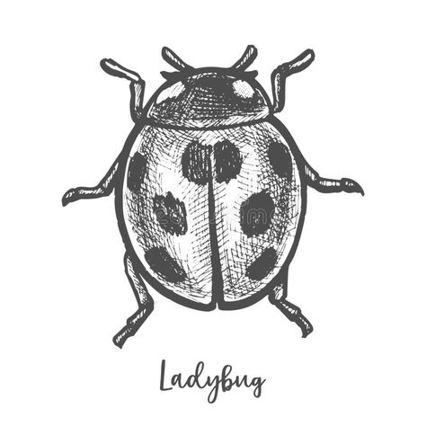 Ladybird Drawing, Ladybug Wings, Ladybug Insect, Bugs Drawing, Ladybug Tattoo, Textiles Sketchbook, Lady Bug Tattoo, Simple Line Drawings, Hand Drawn Vector