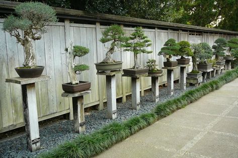 bonsai garden Nice, but no cover . . . Bonsai For Beginners, Bonsai Inspiration, Flowering Bonsai Tree, Prunus Mume, Bonsai Techniques, Japanese Bonsai, Japanese Garden Design, Bonsai Art, Japanese Gardens