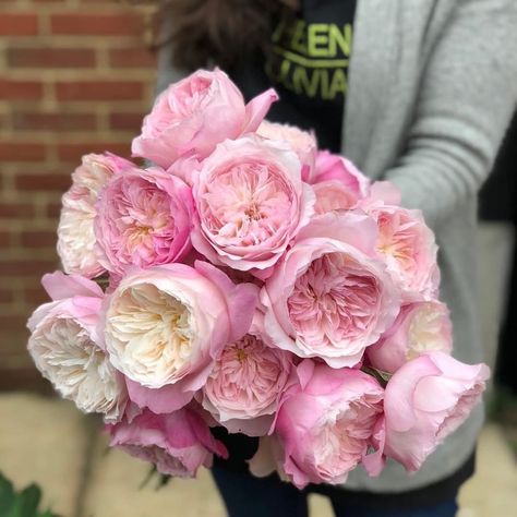 "A little something pretty for your Saturday morning!" This beauty is Constance (Austruss), shot by @helenoliviaflowers. #constancerose… English Tea Roses, Constance Rose, Flower Gallery, Short Vase, Growing Roses, David Austin, English Tea, Favorite Flowers, English Roses