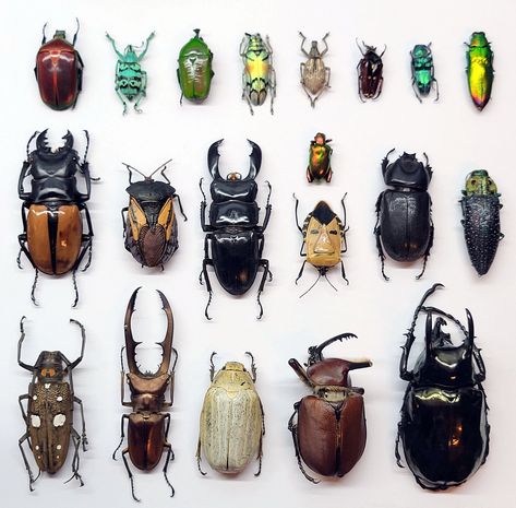 Special Limited Offer   A stunning assortment of our top selling Beetle specimens. An instant collection of 20 Beetles from around the world.  These Beetles will come carded, ready for mounting or spreading, or left as is to enjoy!  The specimens you receive may vary slightly in color and size or patterning.  See all pictures. May not be exactly the same as shown in pictures, as all insects are unique in their own way.  Ethically sourced for collecting, educational, and crafting purposes. Thanks Pretty Beetles, Bugs Collection, Entomology Decor, Bug Taxidermy, Insect Specimen, Bark Beetle, Shield Bugs, Pictures Of Insects, Beetle Art