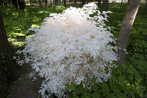 The Extremely Rare and Unique Albino Redwood is a Tree of Beauty Drawing Environments, Albino Animals, Redwood Tree, Beautiful Trees, Moon Garden, Big Plants, Unusual Animals, Like Animals, Boeing 747