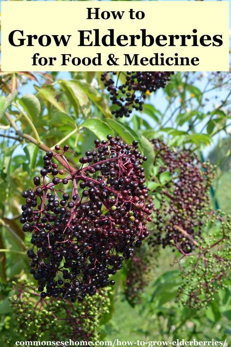 Elderberry Growing, Elderberry Plant, Berry Plants, Homestead Gardens, Chicken Garden, Organic Gardening Tips, Flower Food, Plant Supports, Companion Planting