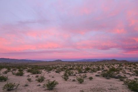 Pink Places, Vacation Wishes, Desert Aesthetic, Tree Sunset, Pink Desert, Desert Dream, California Living, Desert Vibes, Desert Homes