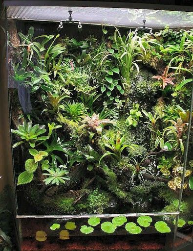 Tree Frog Terrarium, Dart Frog Vivarium, Bioactive Vivarium, Tropical Terrariums, Frog Terrarium, Gecko Terrarium, Aquarium Terrarium, Beautiful Terrariums, Aquarium Landscape