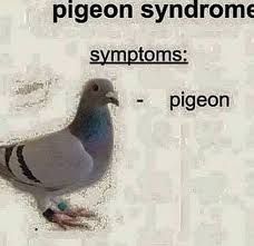 Gen Z Humor, Cute Pigeon, Gen Z, Random Memes, Haha Funny, Pigeon, Rats, Funny Stuff, Random Stuff