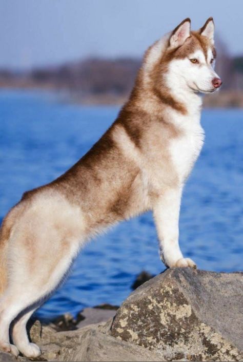 Husky Haircut, Husky Mix Breeds, Husky Tool Box, Small Husky, Husky Red, Red Siberian Husky, Husky Facts, Siberian Husky Facts, Baby Husky