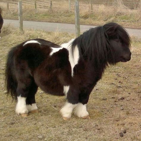 cute fluffy pony Pony Horse Cute, Mini Pony Photoshoot, Shetland Pony Aesthetic, Cute Shetland Pony, Shetland Pony Foal, Smallest Horse In The World, Miniature Ponies, Tiny Horses, Shetland Pony