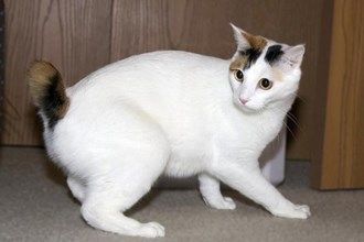 Japanese Bobtail Cat, Rare Cat Breeds, Bobtail Cat, Japanese Bobtail, Calico Cats, Physical Characteristics, Muscular Strength, Warrior Cat Oc, Rare Cats