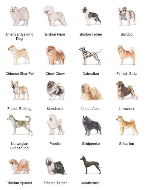 AKC Breeds by Group - Non-Working Dogs 3 of 7 Dog Infographic, Dog Breeds List, Akc Breeds, Group Of Dogs, Dog Info, Purebred Dogs, Dog Training Collar, Dog Training Obedience, Sporting Dogs