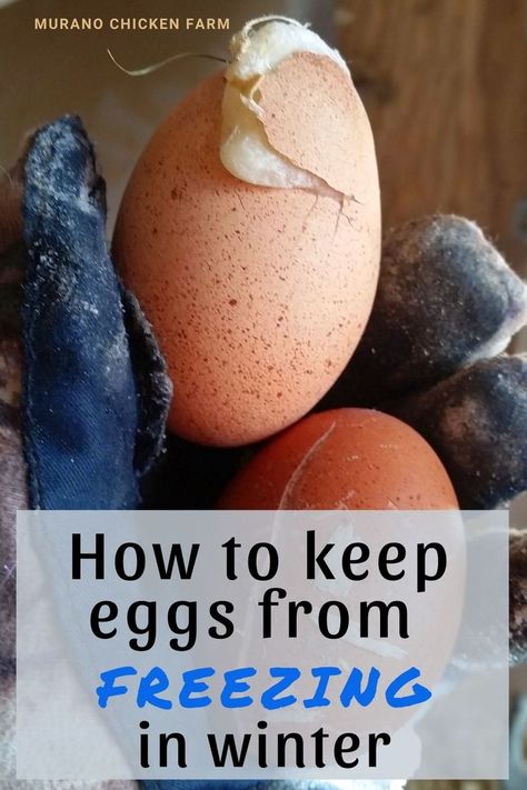 Chicken Egg Colors, Egg Facts, Farm Tips, Chickens In The Winter, Chicken Mama, Chicken Care, Freezing Eggs, Chicken Nesting Boxes, Chicken Pictures