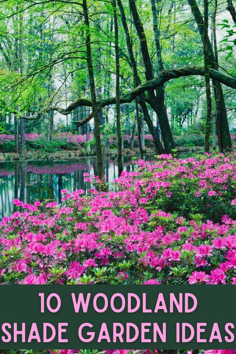 Natural Spring Landscaping, Bushy Plants For Garden, Flowers That Grow In The Woods, Outside Cottage Ideas, Garden In The Woods Ideas, Gardens In The Woods, Woodland Flower Garden, Shady Woodland Garden, Wooded Yard Ideas