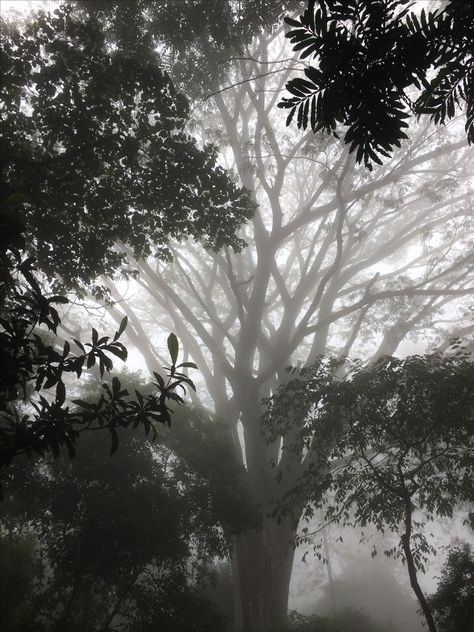 Nelliyampathy Hills Photo, Nandhi Hills Bangalore, Fog Images, Black And White Picture Wall, Boys Dp, Sky Photography Nature, Munnar, White Picture, Tree Lighting