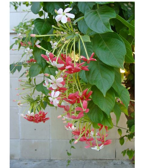 A fragrant flowering vine is a vital component of any Indian garden. The fast-growing tropical vine on the veranda wall at the Palácio de De... Indian Flowering Plants For Balcony, Indian Plants Gardens, Indian Garden Plants, Madhumalti Plant In Balcony, Madhumalti Flower, Indian Flowers Plants, Indian Garden Ideas, Madhumalti Plant, Climbers Plants