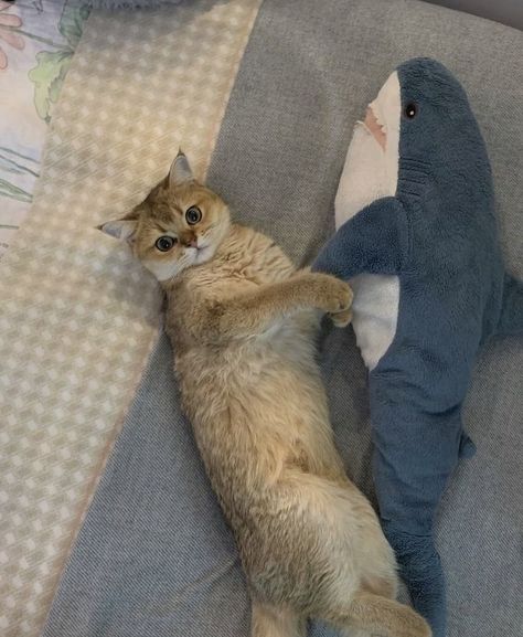 Shark Stuffy, Blajah Shark, Shark Widget, Blahaj Shark, Stuffed Shark, Ikea Shark, Shark Crochet, Shark Cat, Cat Shark