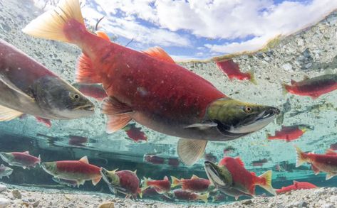 Fish Facts: how Bristol Bay sockeye suit up to spawn Salmon Photography, Fish Facts, Alaska Salmon, Hydroelectric Dam, Steelhead Trout, Fish Hatchery, Salmon Run, Sockeye Salmon, Annual Reports