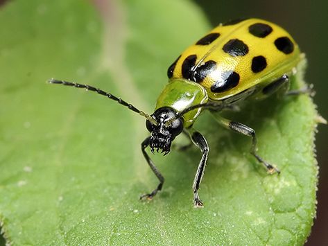 coleoptera/ chrysomelidae. cucumber beetle. Diabrotica undecimpunctata [c/o] Memory Garden, Zucchini Plants, Flea Beetles, Squash Bugs, Cucumber Beetles, Insect Spray, Plant Pests, Japanese Beetles, Garden Insects