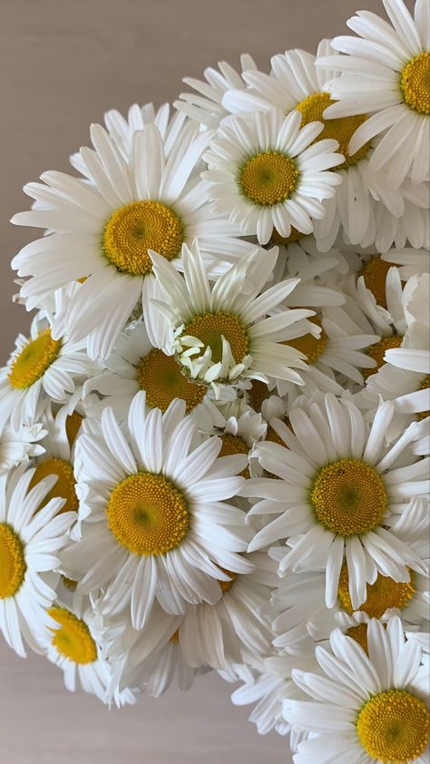 Daisy Aesthetic, Sunflower Themed Kitchen, Sunflower Kitchen Decor, Big Wedding Dresses, White Chrysanthemum, Sunflower Kitchen, Themed Kitchen, Shoulder Tattoos, Shoulder Tattoos For Women