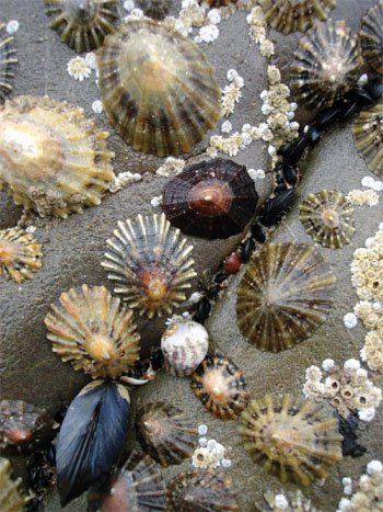 Common Limpet Limpet Shell, Ocean Treasures, Sea Snail, She Sells Seashells, Shell Beach, Shell Art, Shell Crafts, Ocean Life, Sea Animals