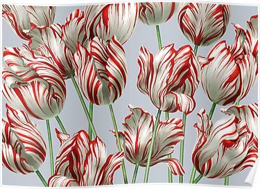 Tulipomania - The Semper Augustus Poster Semper Augustus, Tulips Art, Tulip Bulbs, Tulip Print, Carnivorous Plants, Silky Scarf, All Flowers, Color Stripes, Manila