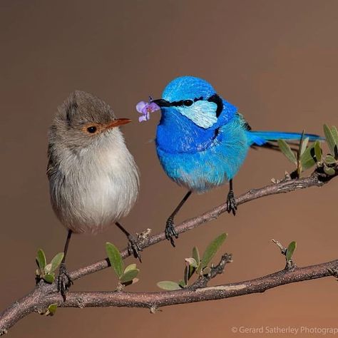 Daily Bird Pics on Instagram: “Splendid fairy wrens.  From @gerard_satherley . . . . . .  #bird #birds #birdsofinstagram #birdstgram #earlybird #vogel #birdphotography…” Congratulations Photos, Fairy Wren, Australian Birds, Bird Pictures, Exotic Birds, Cute Animal Photos, Pretty Birds, Colorful Birds, Little Birds