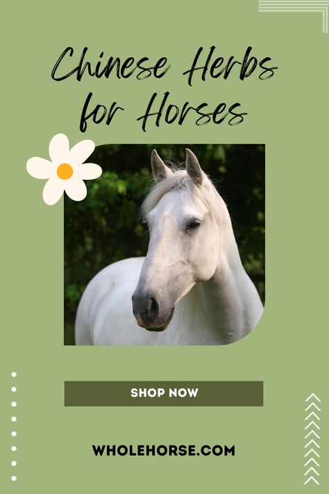 At Whole Horse Herbs we offer handcrafted Chinese herbal supplements for horses.

From the sporthorse to the backyard buddy all horses can benefit the power of herbal medicine. Equine Medicine, Horse First Aid, Hoof Oil For Horses, Natural Horse Hoof Care, Sore Body, Skin Tea, Horse Shop, Liver Support, Horse Supplements