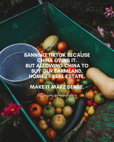 Scratching my head. Because we know it’s not being done to protect us, the people at this point. We’re just over here with our nose to the ground, trying to prepare ourselves for this coming year. Also don’t forget, only a few more days to grab your self sufficiency bundle! Over 110+ resources teaching you how to garden, grow from seed, herbal remedies, cooking from scratch, canning and preserving, making an income homesteading, caring for animals and so much more! Click the link in my bio ... Caring For Animals, Canning And Preserving, Cooking From Scratch, Grow From Seed, Self Sufficiency, How To Garden, Growing Seeds, Herbal Remedies, Pet Care