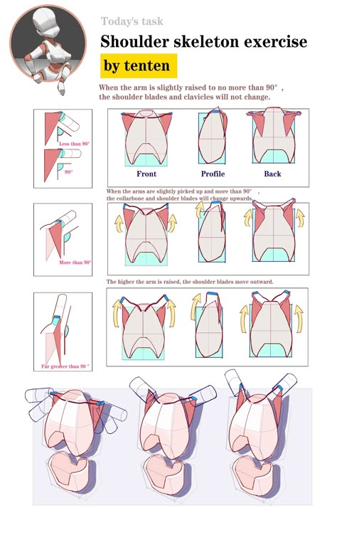 Drawing The Torso, Basic Anatomy Drawing, Illustration Guide, Torso Anatomy, Human Anatomy Reference, Anatomy Practice, Human Body Drawing, Anatomy Tutorial, Body Drawing Tutorial