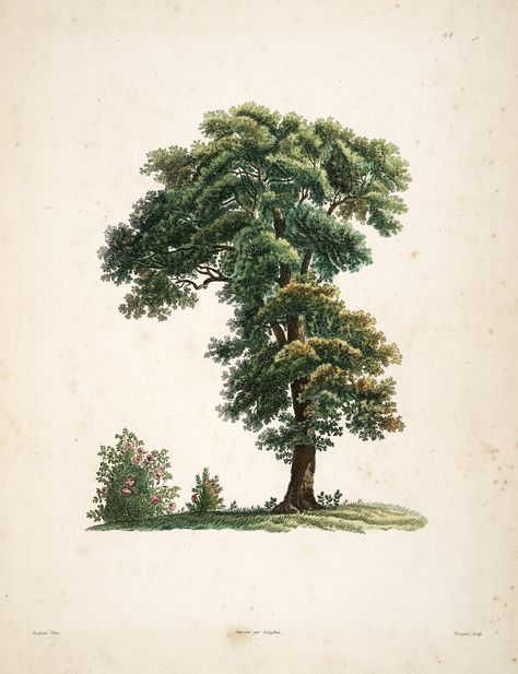 La botanique de J.J. Rousseau :. Paris :Delachaussée,XIV, 1805.. biodiversitylibrary.org/page/6164744 Imagine reading a #bhlib book on your mobile device under a gorgeous tree like this biodiversitylibrary.org/page/616474 Talk about an idyllic afternoon! Jean Jacques Rousseau, Tree Rose, See Tattoo, Missouri Botanical Garden, Illustration Botanique, Rose Bush, Scientific Illustration, Tree Drawing, Botanical Drawings