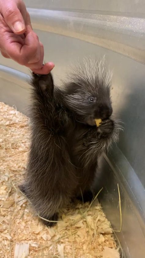 How To Hug A Porcupine, Porcupine Pet, Cute Porcupine, Pet Spider, Hedgehogs, Rodents, Animal Planet, Zoo Animals, Cute Little Animals