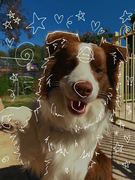 Dog Therian, Fox Background, Burmese Mountain Dogs, Red Border Collie, Maremma Sheepdog, Fox Artwork, Animal Tails, Maybe In Another Life, Creative Drawing Prompts